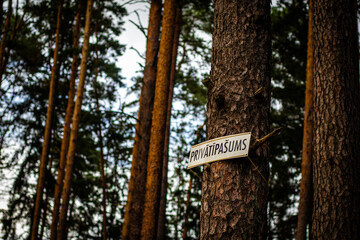 A close-up image of a pine tree with a metal sign reading 