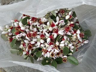 Freshly Picked Exotic Flowers in a Transparent Plastic Bag