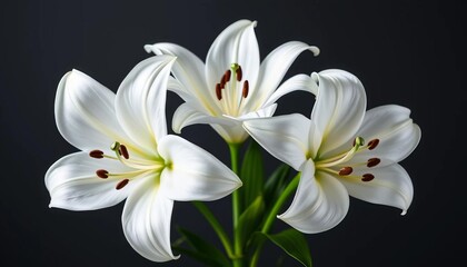 Three pristine white lilies arranged in a delicate circular frame, background, serene