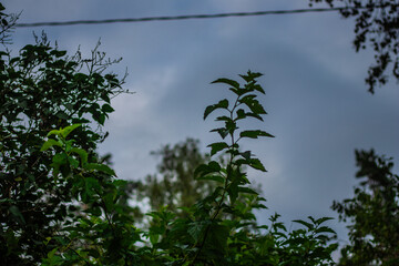 Lush green plants with serrated leaves growing upward beneath a moody, overcast sky in a quiet garden or natural setting.