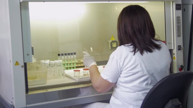 A microbiologist testing culture specimens for tuberculosis disease