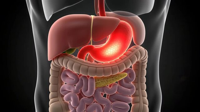 A detailed medical illustration showcasing the human digestive system and abdominal organs in an educational context