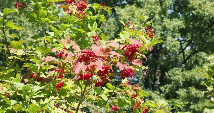 Gelder-Rose or snowball tree (Viburnum opulus) adorned with clusters of globose red berries hanging on branched stems clothed with dense three-lobed foliage
