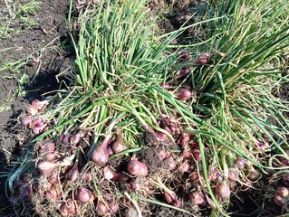 Freshly harvested shallots, with the leaves and roots still attached, are tied into large bundles to make them easy to carry and hang up for drying.