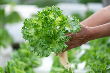farmer picks lettuce from the vegetable garden. fresh lettuce grown in organic farming.