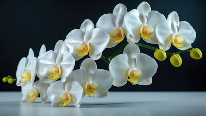 Obraz premium White orchid flowers with yellow centers on a dark background.