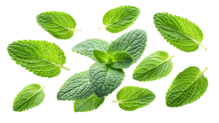 flying mint leaves isolated - on a white background PNG. GENERATIVE AI