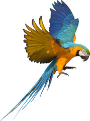 Beautiful Bird parrot blue and gold Macaw are flying