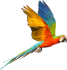 Beautiful Bird parrot Catalina Macaw are flying