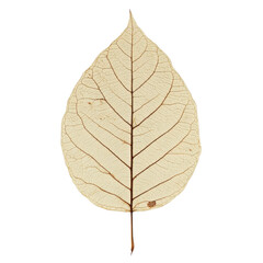 Obraz premium real dried fall leaf, flat scan look, transparent