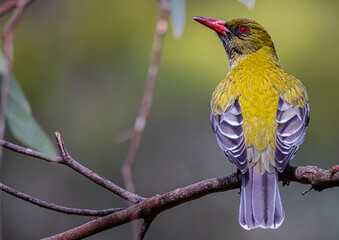 Olive backed Oriole on branch