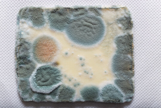 Close-Up View of Vibrant Mold Texture on Organic Surface