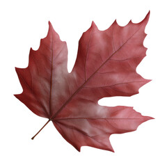 red maple leaf PNG, detailed texture, transparent