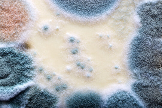 Close-Up View of Vibrant Mold Texture on Organic Surface