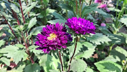 Fototapeta premium Purple Aster Flowers Blossoming on Green Nature Background