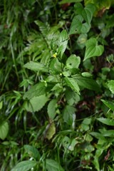 Carpesium divaricatum flowers. Asteraceae perennial plants. They grow in slightly dark places in forests and bloom yellow tubular flowers without petals in summer.