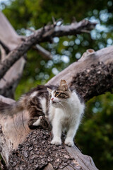 Curious Cat Climbing on a Tree Trunk Outdoors