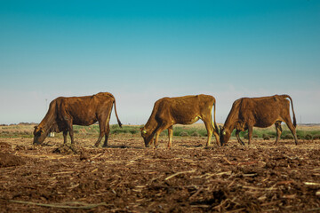 Cows eating grass at Akrotiri area