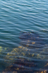 high angle view of the reef in the sea