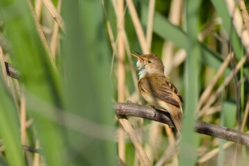 close-up portrait of a common reed warbler (Acrocephalus scirpaceus) perched on a twig, singing in its natural reedbed habitat	