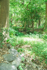 京都の下鴨神社