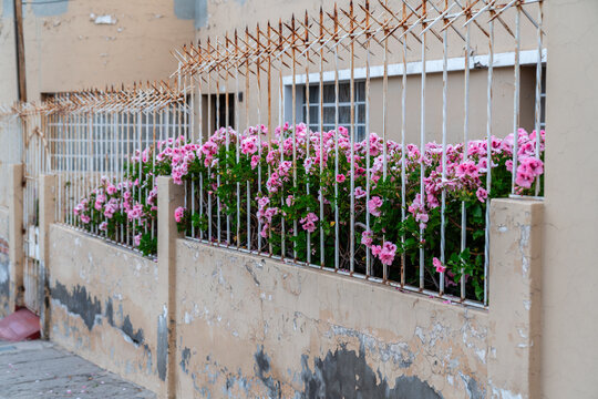 Bl&uuml;hende Blumen hinter einem Zaun in Arequipa, Peru