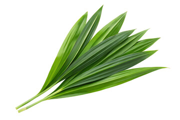 Fototapeta premium Vibrant green pandan leaves isolated on black background for exotic tropical culinary inspiration