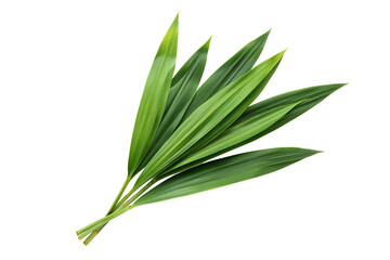 Fototapeta premium Fresh pandan leaves isolated on white background for culinary and herbal uses in cooking recipes