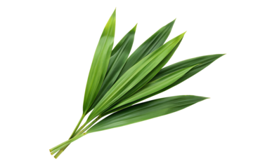 Fresh pandan leaves isolated on white background for culinary and herbal uses in cooking recipes