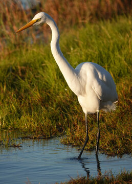 Great Egret