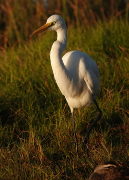 Great Egret