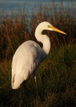 Great Egret