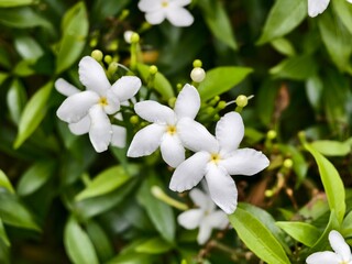 Mondokaki Flower (Tabernaemontana Divaricata) in the morning