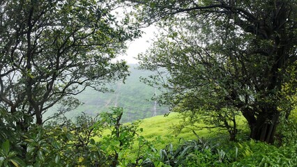 Scenic Green Valley View Through Trees in Monsoon Hills of Maharashtra