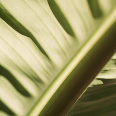 Obraz premium Soft Sunlit Banana Leaf Close-Up