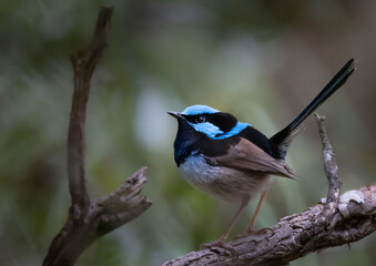 Fairy Wren