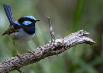 Fairy Wren