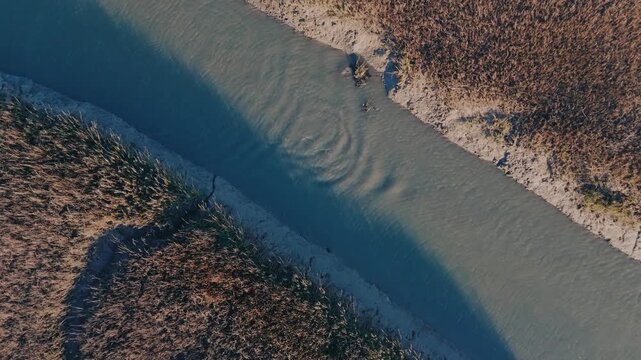 Pod of dolphins swimming against the tidal current near Privateer Creek, 
Seabrook Island, SC