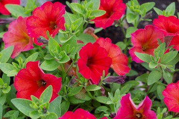 Bright scarlet petunia flowers. Gardening, landscape design.