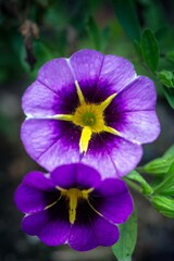 Bright purple flowers of calibrachoa. Gardening, landscape design.