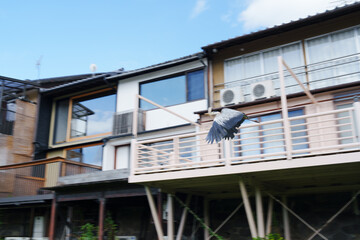 下鴨神社の美しい風景