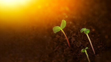 Fresh green seedlings sprouting from dark soil, illuminated by warm sunrise light. Concept of new life, growth, agriculture, and nature awakening in spring. Space for text on the left.