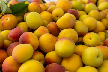 Ripe Fresh Apricots Displayed in Bulk at a Market