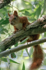 A red squirrel clings to a thick branch and looks toward the camera lens against a backdrop of green leaves on a sunny summer day.	