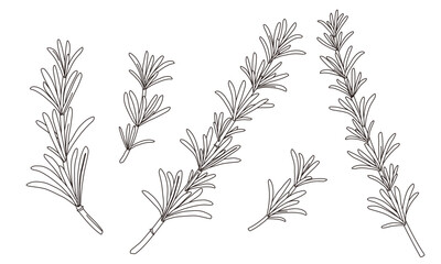 Obraz premium Set of rosemary leaf. Simple line art. Hand drawn vector illustration.