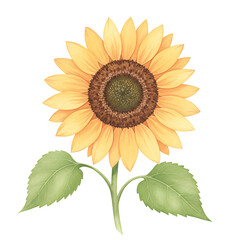 Obraz premium Sunflower illustration with yellow petals and green leaves. Watercolor isolated on transparent background 