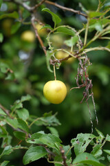 Many small yellow mirabelle plums (Prunus domestica subsp. syriaca) between green leaves in summer