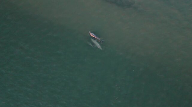 Pod of dolphins in the Edisto River off of Seabrook Island, SC