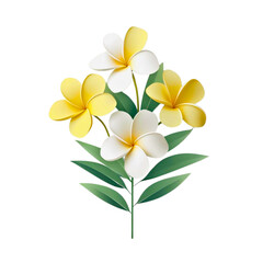 Fototapeta premium Tropical frangipani plumeria flowers in white and yellow with green leaves isolated