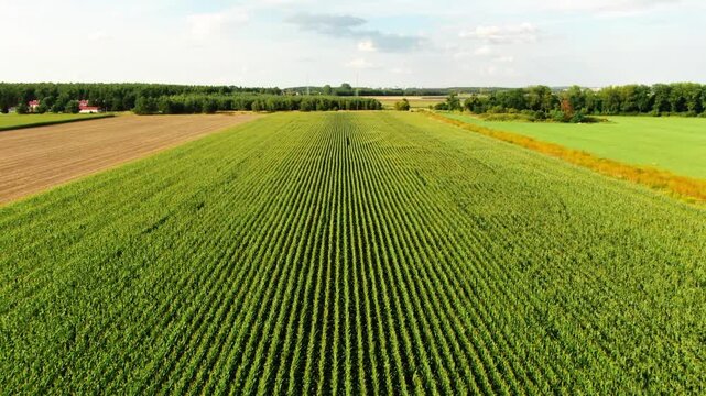 corn field nature country side flyby dron above air